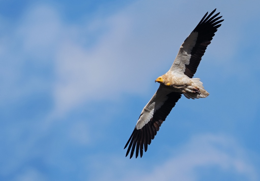 The Egyptian vulture (Neophron percnopterus). Gropa Bize Martanesh