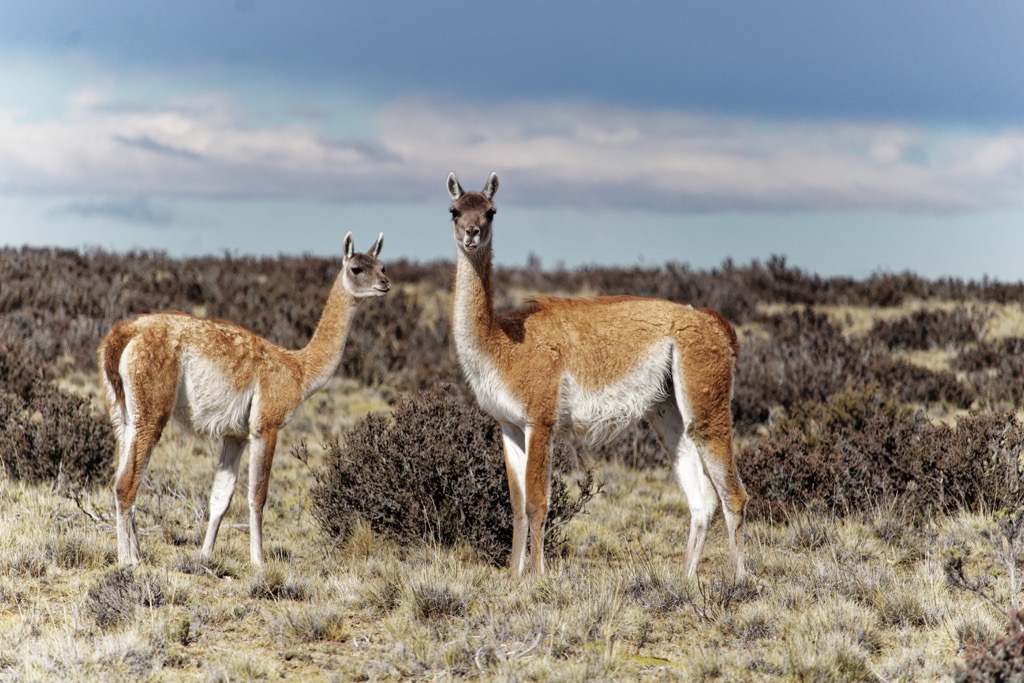 Guanaco, Sierras de Córdoba, Cordoba, Argentina, South America
