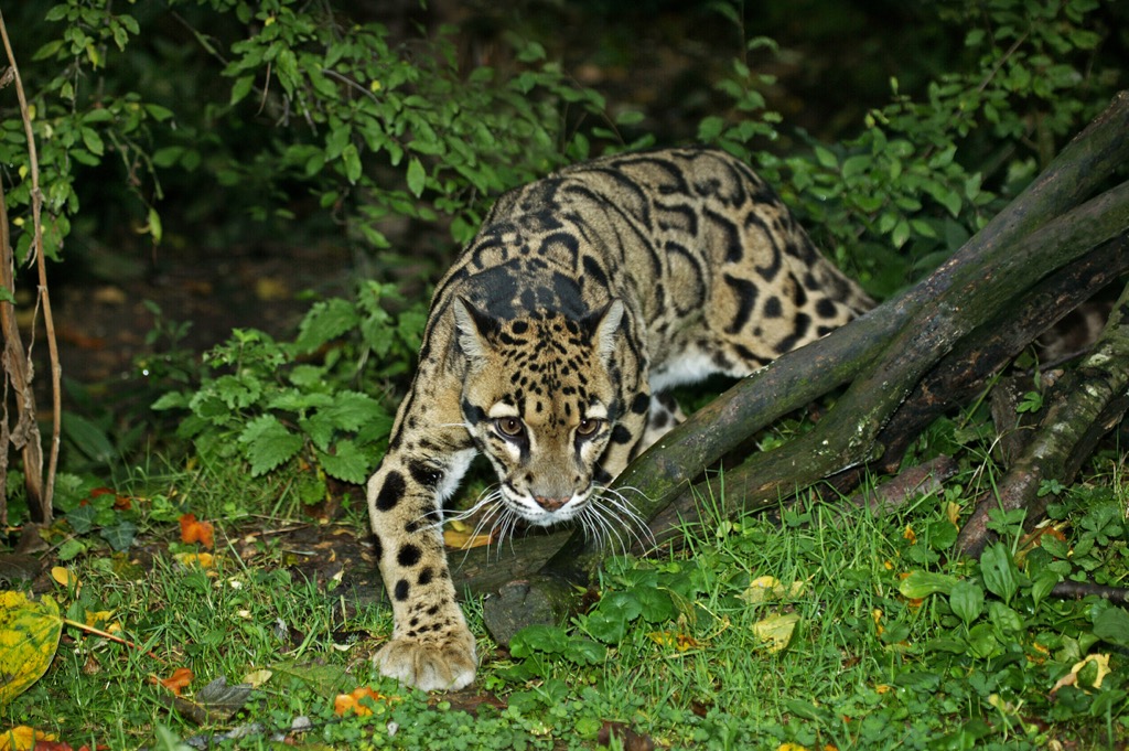 Clouded leopard. Guangdong