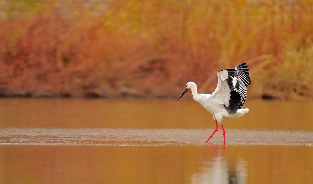 The Oriental stork is native to the coastal regions of Guangdong Province. Guangdong