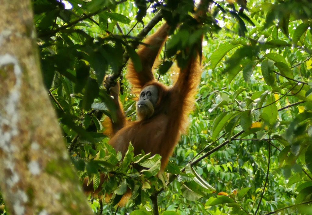 A Sumatran orangutan in Gunung Leuser National Park. Photo: Owen Clarke