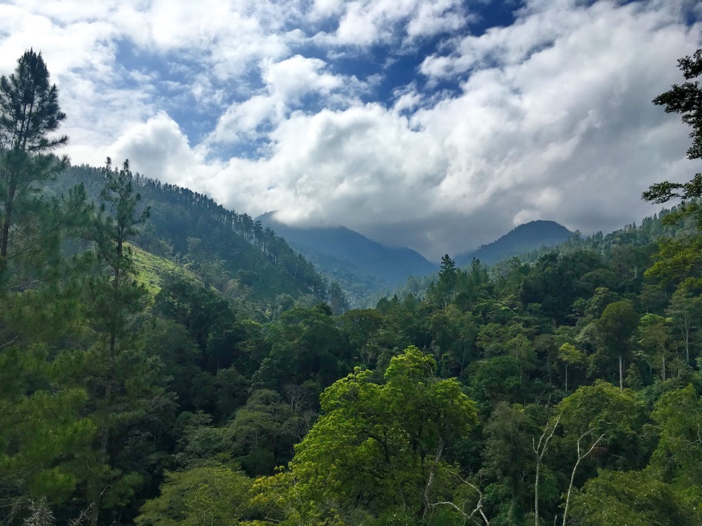 Mountainous rainforests of Gunung Leuser National Park. Gunung Leuser