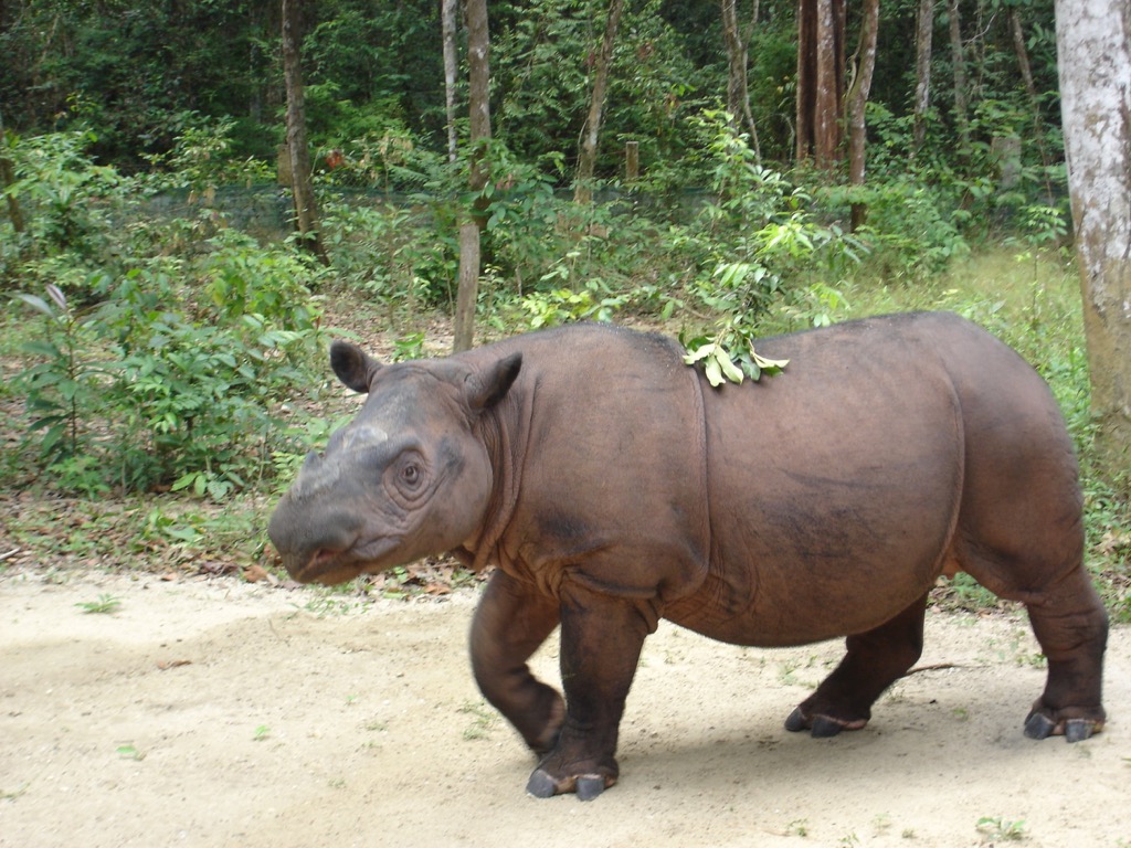 A Sumatran rhino. 26Isabella, CC BY-SA 3.0, via Wikimedia Commons. Gunung Leuser