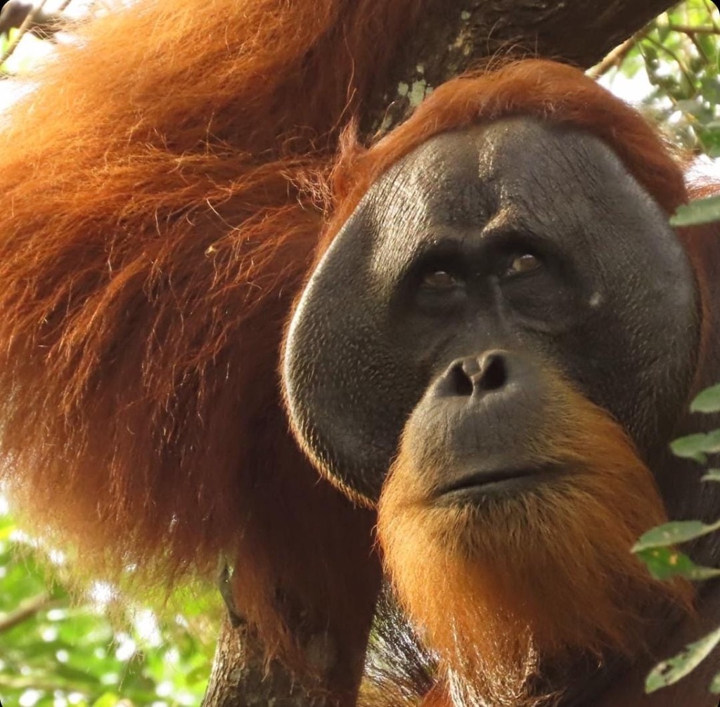 Gunung Leuser