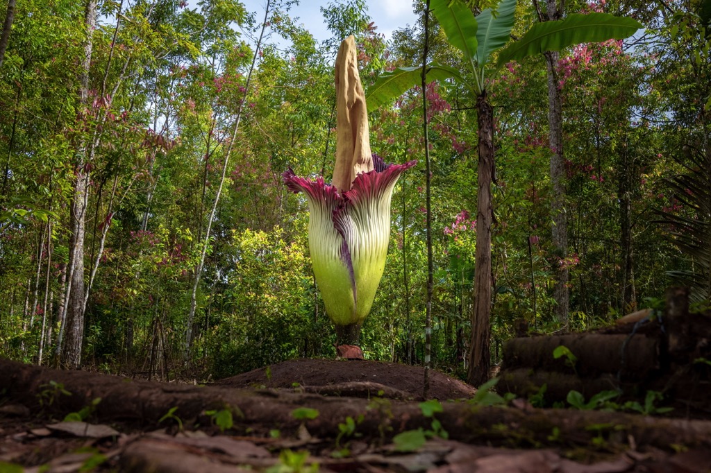 A Corpse flower (Amorphophallus titanum) in the forest. Gunung Leuser