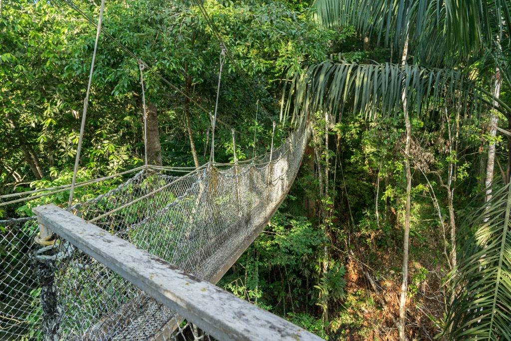 The suspension bridge on the Iwokrama Canopy Walkway. Guyana
