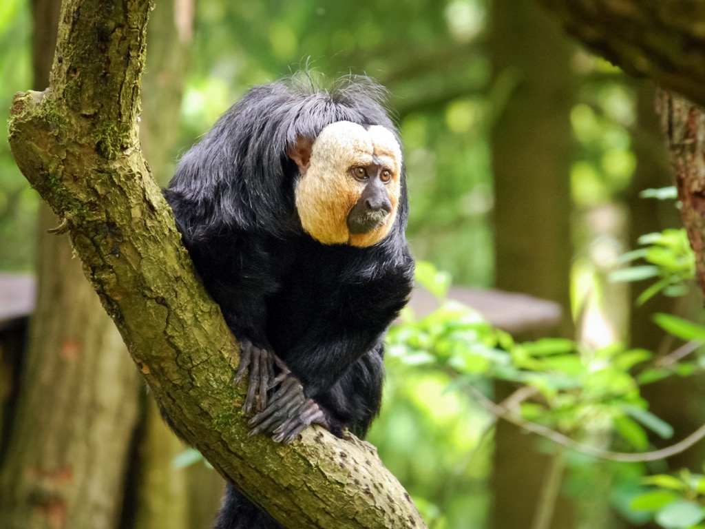A white-faced saki. Guyana