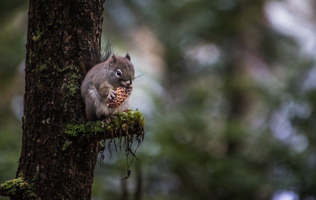 Gwaii Haanas National Park, British Columbia