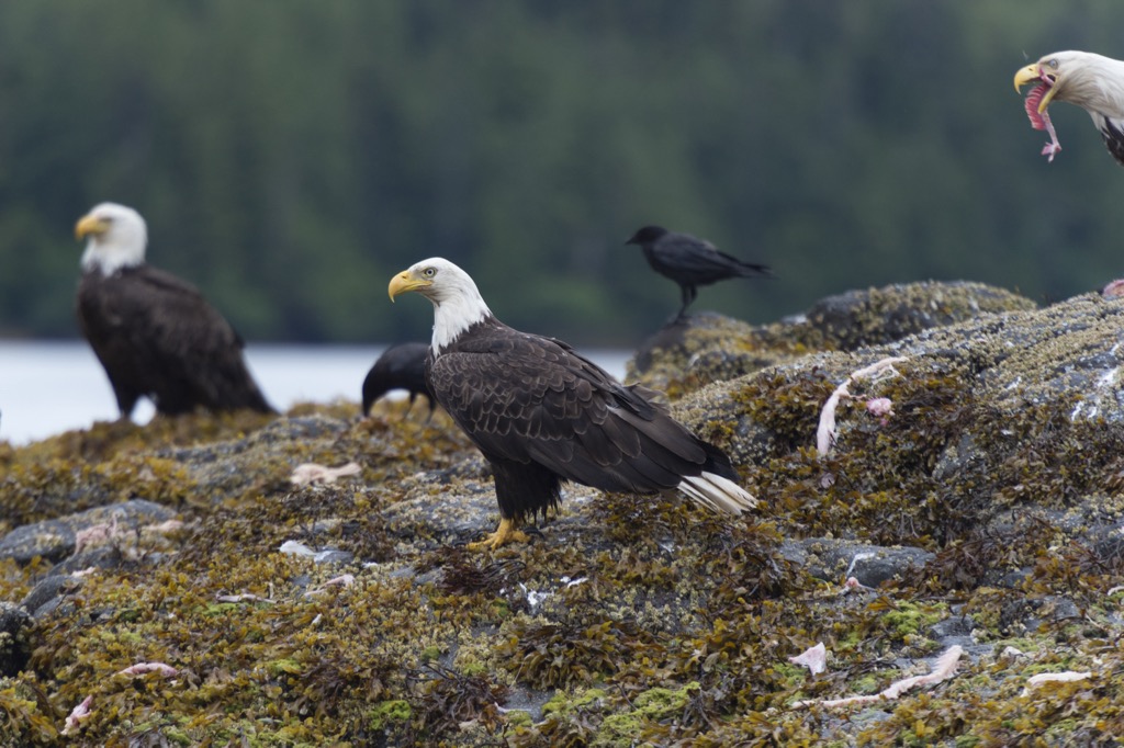 Gwaii Haanas National Park, British Columbia