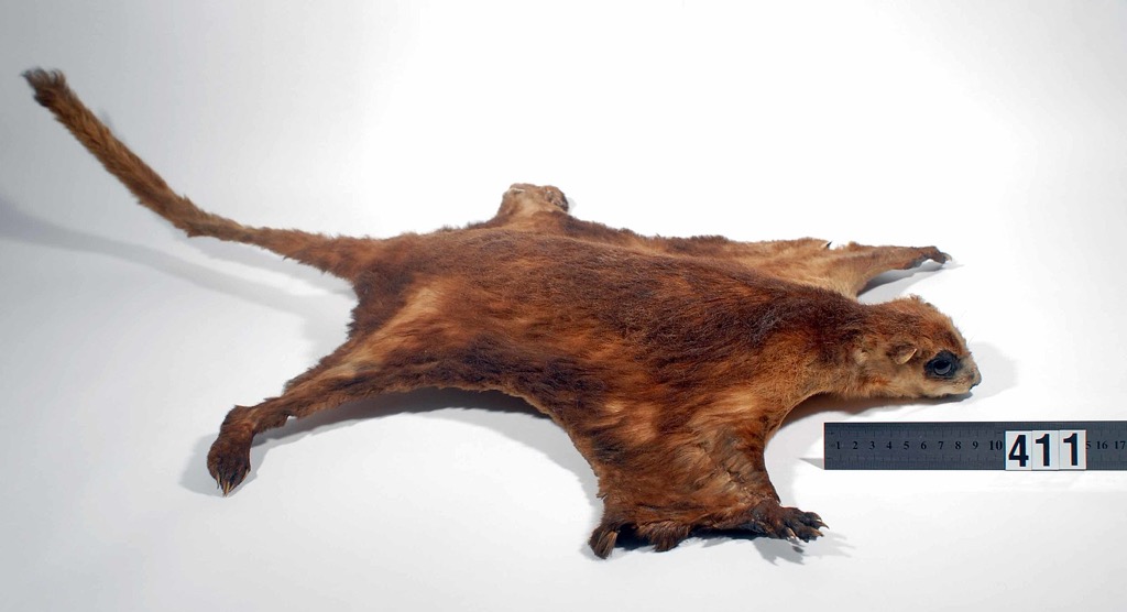 A specimen giant squirrel housed at the Auckland Museum in New Zealand. Ha Giang Province