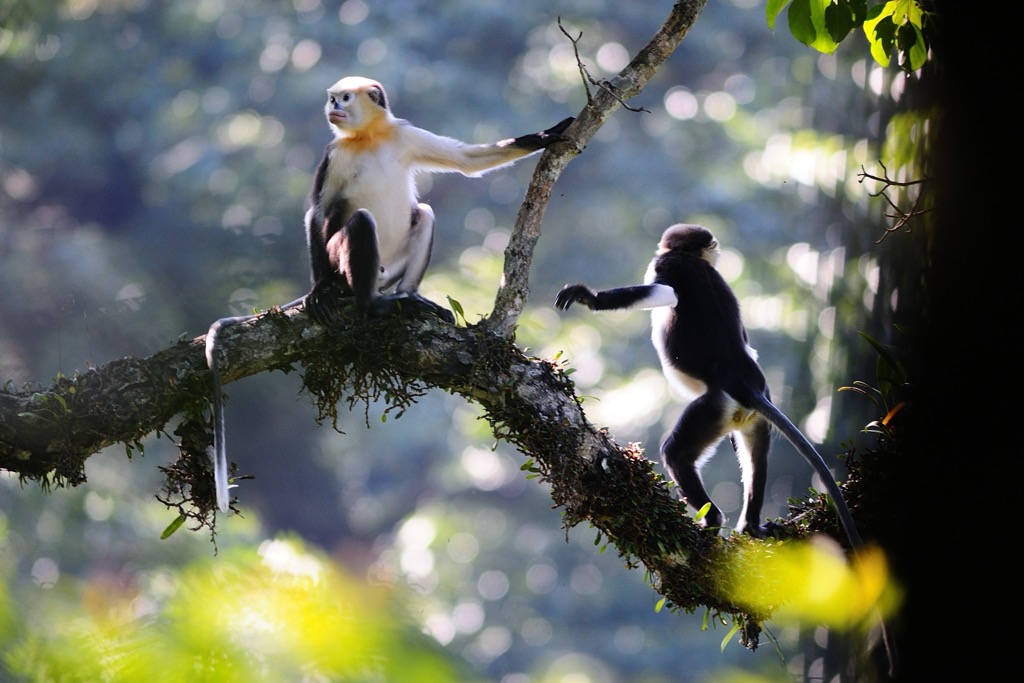 The Tonkin snub-nosed monkey is endemic to Hà Giang and is critically endangered. It is one of several species of snub nose monkey, all of whom are native to the shrinking forests of southeast Asia and listed as endangered by the IUCN. Ha Giang Province