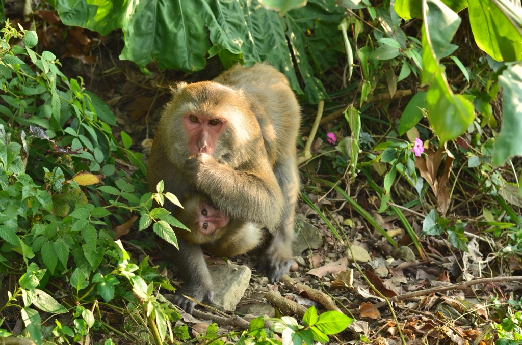 Taiwan macaque, Hai’an Mountains Major Wildlife Habitat, Taiwan