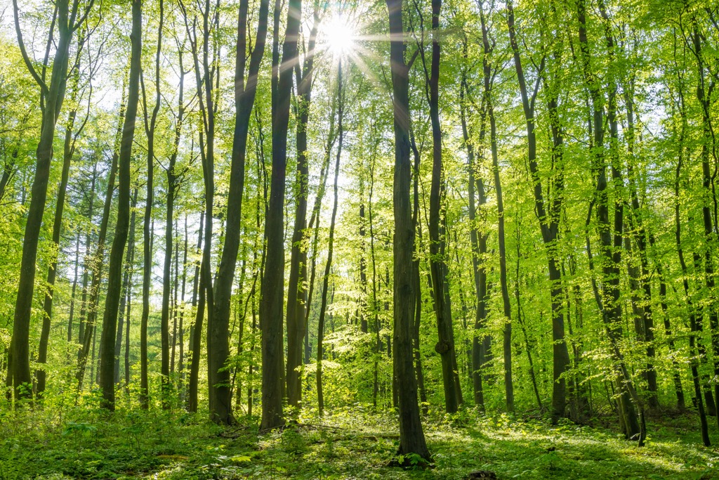  Hainich National Park, Germany