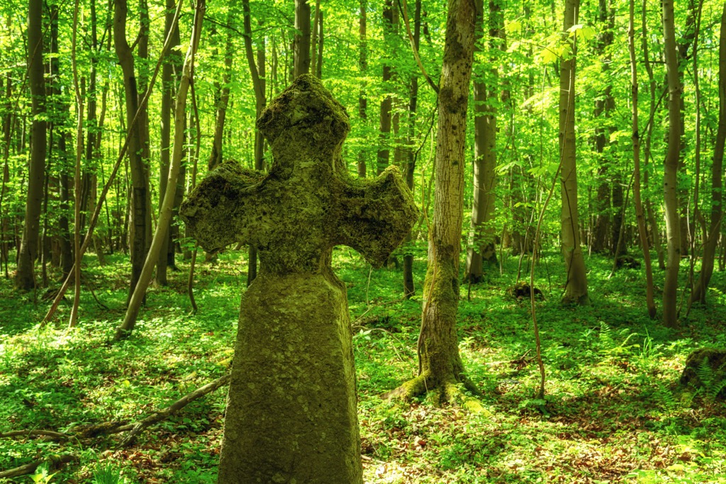 Hainich National Park, Germany