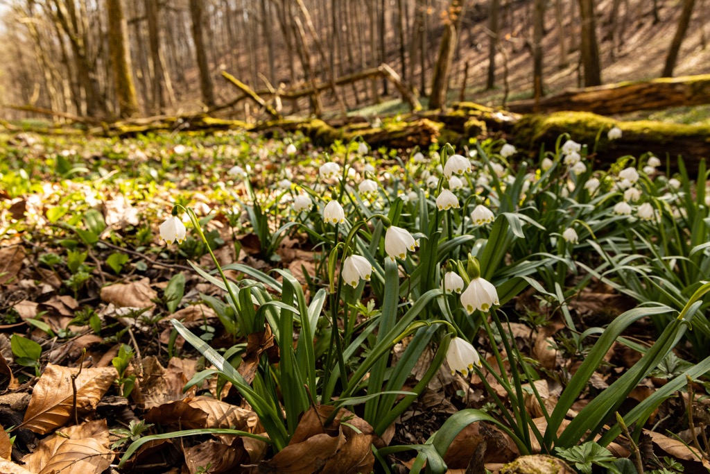  Hainich National Park, Germany