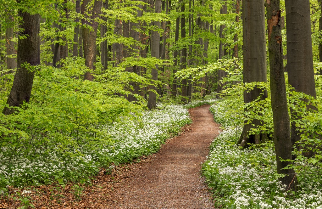  Hainich National Park, Germany
