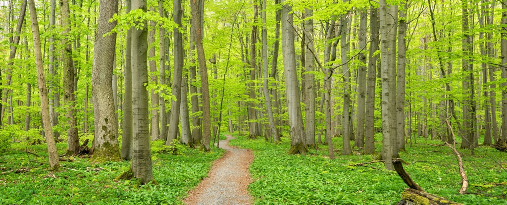  Hainich National Park, Germany
