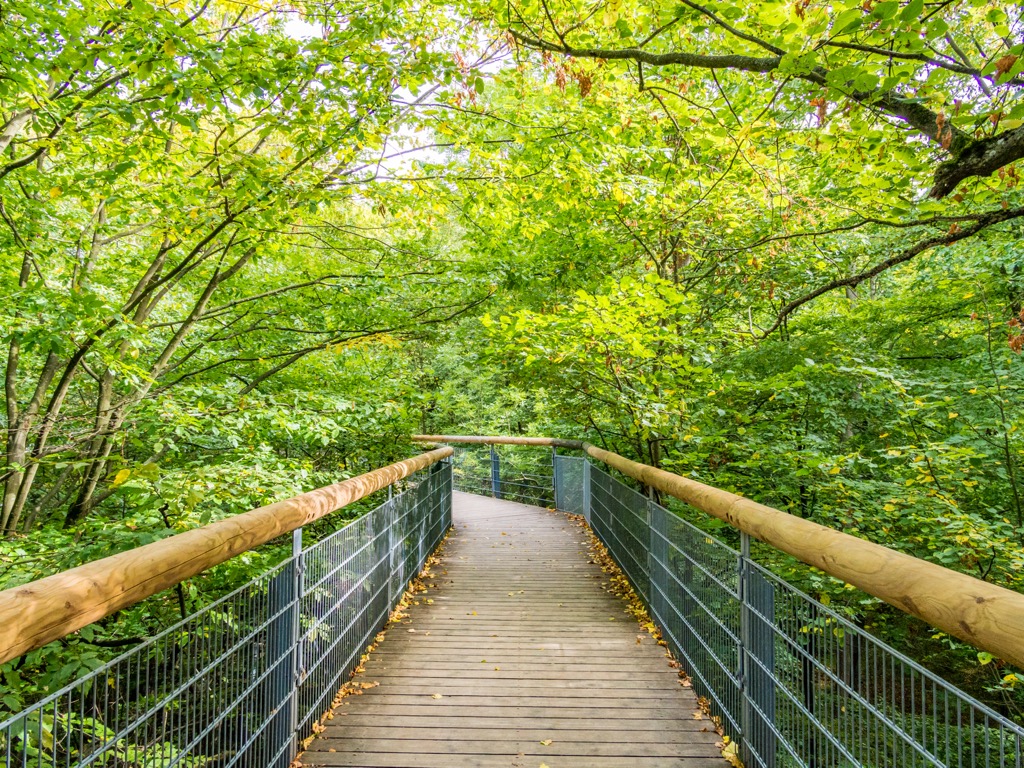 Hainich National Park, Germany