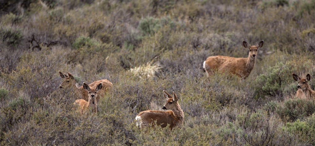 Hart Mountain National Antelope Refuge, Oregon