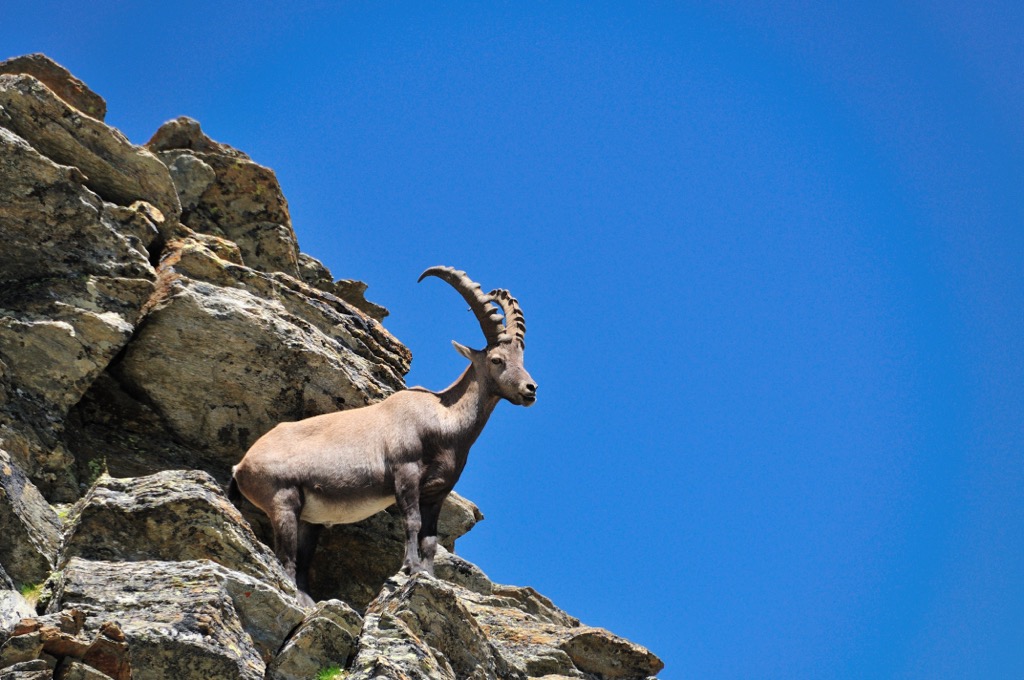 ibex, Haute-Savoie, France
