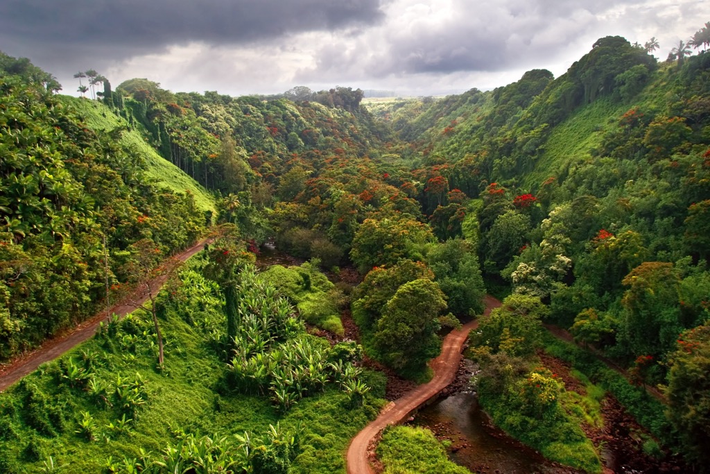 Jungle on the Big Island’s eastern flanks. Hawaii County
