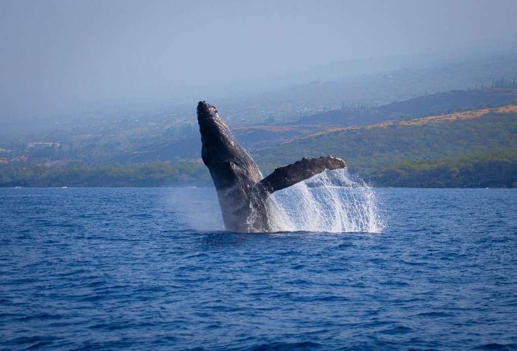 A humpback whale breaching off Kona. Hawaii County