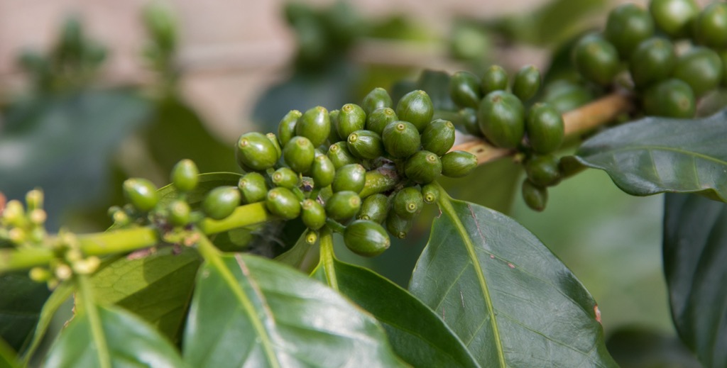 Coffee beans are a prominent crop on the Big Island. Hawaii County