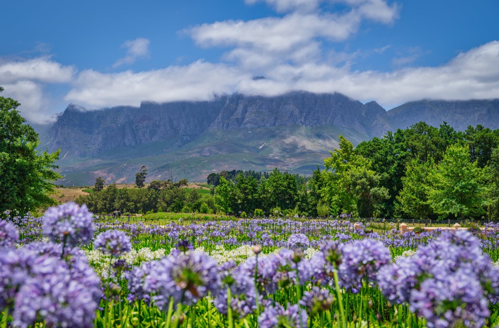 A wildflower bloom in the Helderberg. Helderberg Nature Reserve