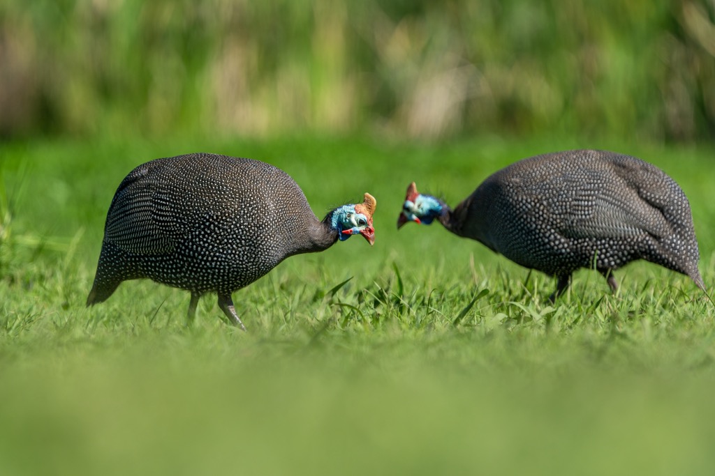 Guinea fowl in Helderberg Nature Reserve. Helderberg Nature Reserve