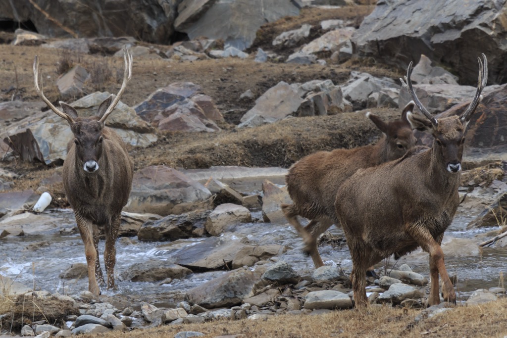 white-lipped deer, Hengduan Mountains, China