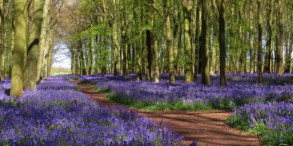 Bluebells carpet the woodlands of Hertfordshire from April to May. Hertfordshire