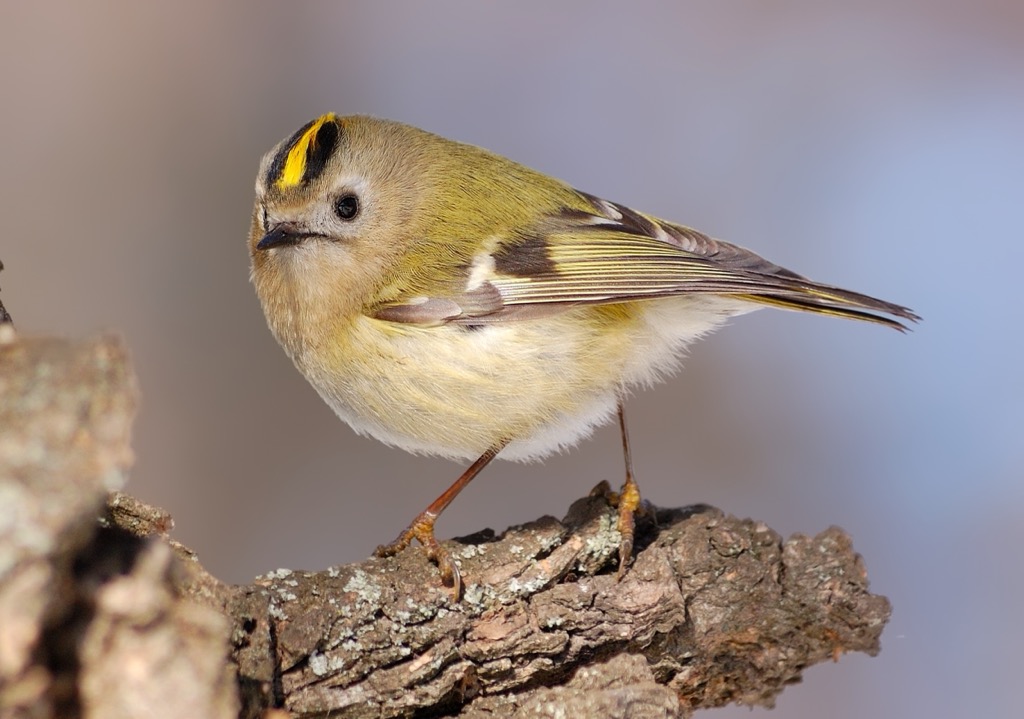 Goldcrests are the UK’s smallest bird species, at just 8.5 - 9.5 cm (3.3 - 3.7 in) long. Hertfordshire