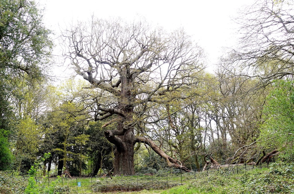 Panshanger Great Oak is believed to be the largest of its kind nationwide. Hertfordshire