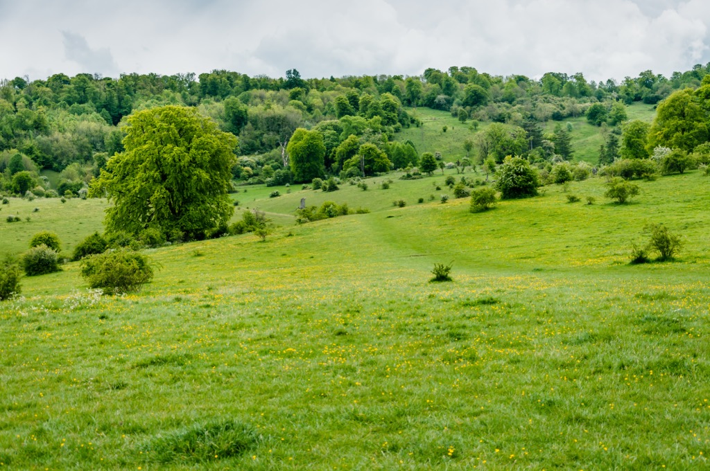 Hertfordshire’s chalk grasslands, as seen here in Tring Park, are formed due to its calcareous geology. They’re nationally important due to their unique biodiversity. Hertfordshire