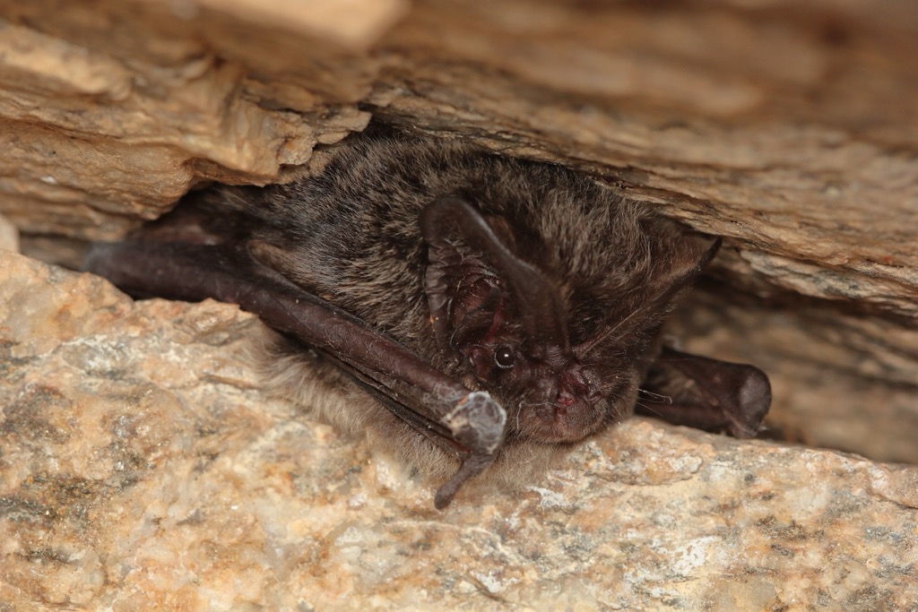 Western barbastelles are among the UK’s rarest bats, with around 5,000 individuals across the country. Hertfordshire