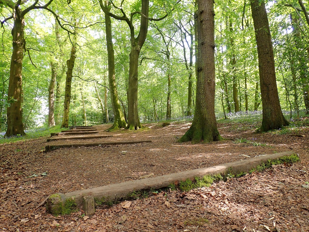 Wooden steps in Whippendell Wood. Hertfordshire