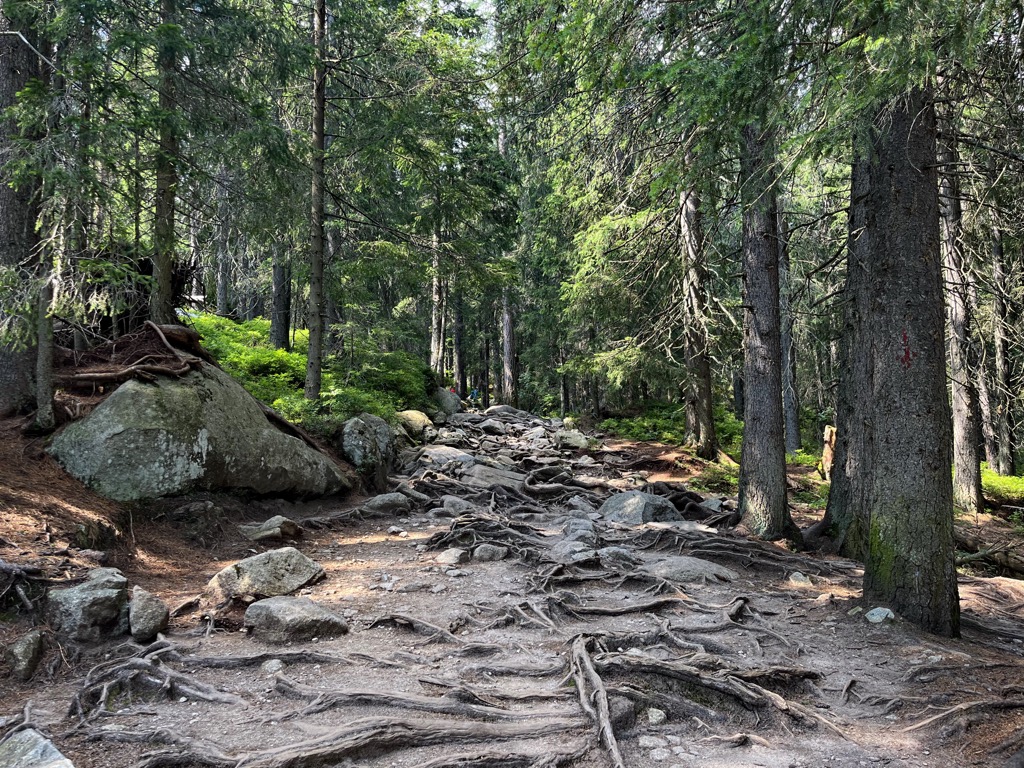 All hikes in the High Tatras begin in old-growth conifer forests. High Tatras