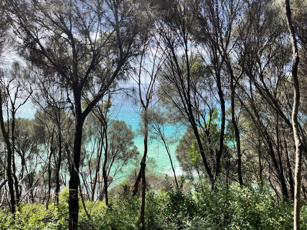 Waterloo Bay through the trees. Photos: Sergei Poljak