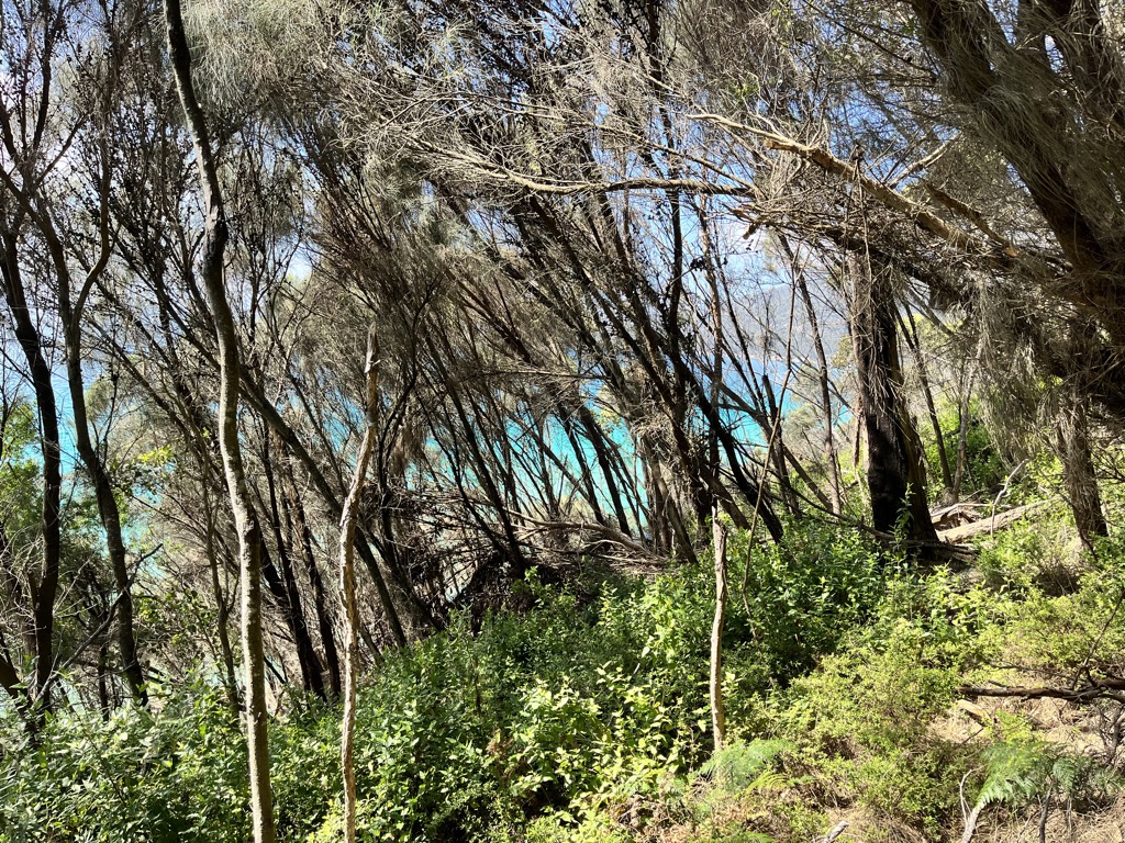 Waterloo Bay through the trees. Photos: Sergei Poljak