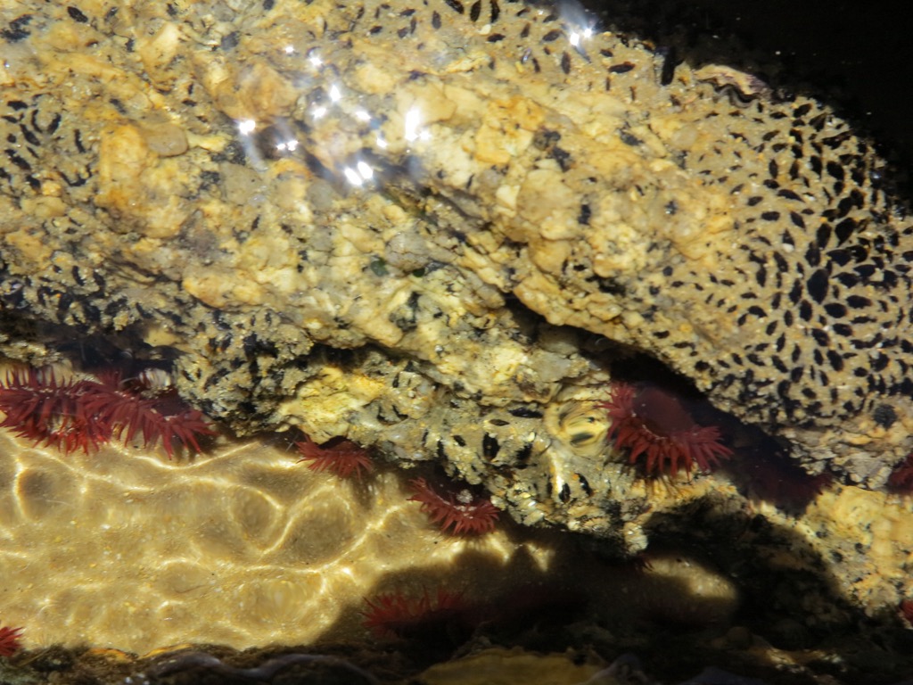 Sea anemones in the inter-tidal zone. Photo: Anna Lochhead. Hiking in Wilson’s Promontory