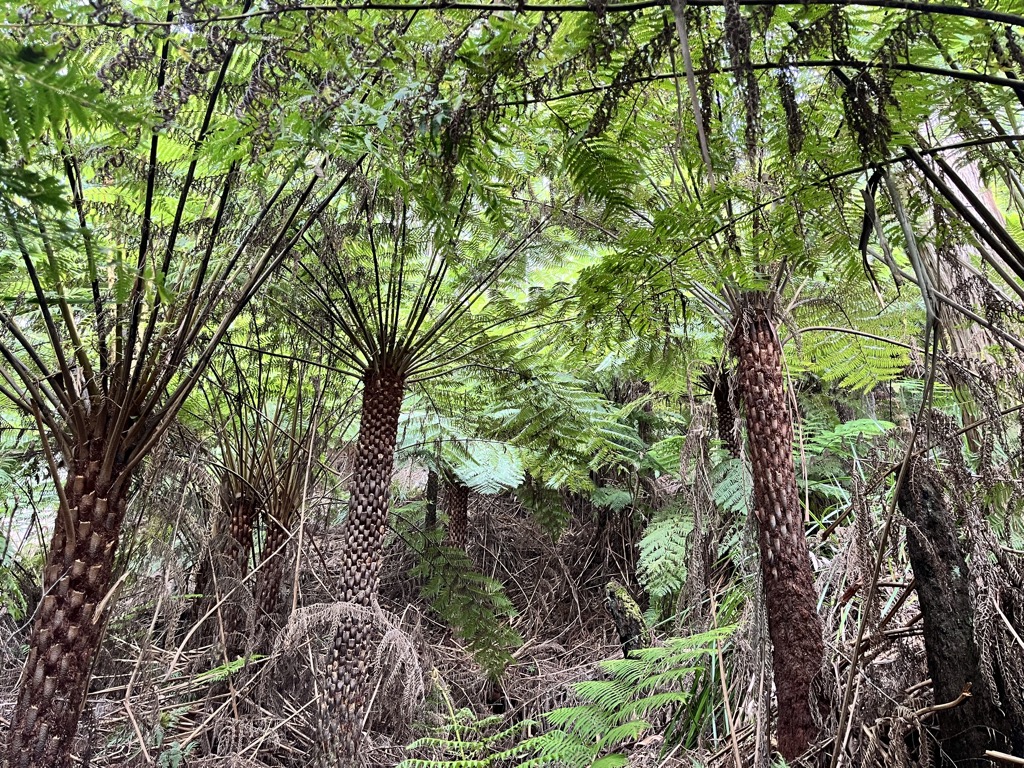 Eucalypt forest and tree fern gullies. Photo: Sergei Poljak