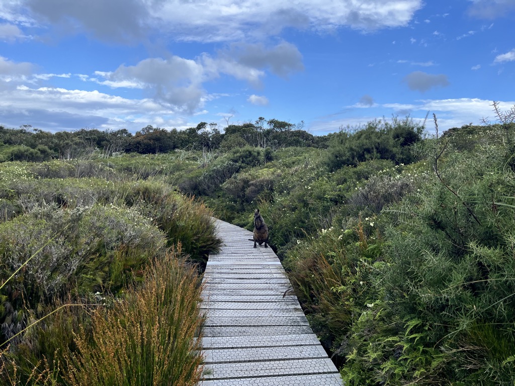 A swamp wallaby. Photo: Sergei Poljak. Hiking in Wilson’s Promontory