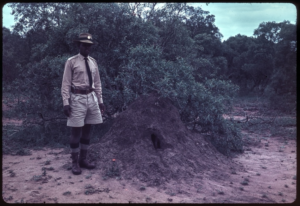 A ranger photographed near a termite mound in Hluhluwe-iMfolozi in 1963. Hluhluwe iMfolozi Park