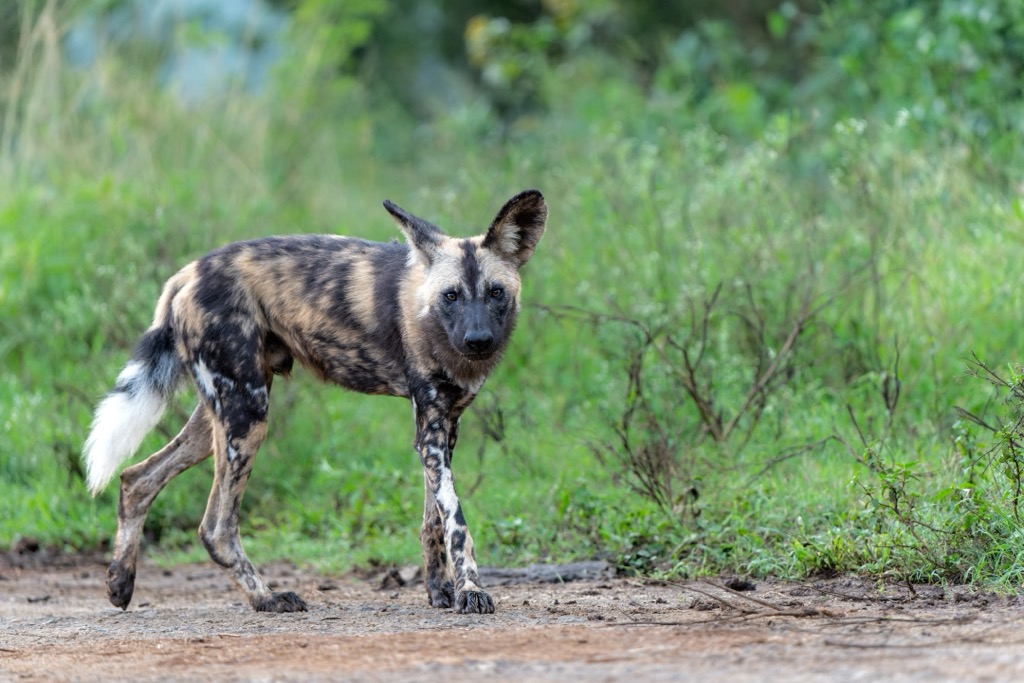 An African Wild Dog in Hluhluwe-iMfolozi Park. The IUCN estimates a remaining population of around 6,600 individuals; the species is listed as Endangered. Hluhluwe iMfolozi Park