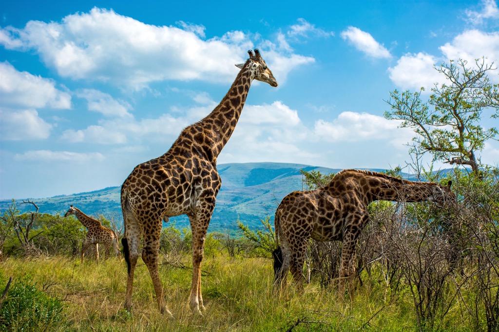 A foot safari is by far the best way to experience the African bush. Hluhluwe iMfolozi Park