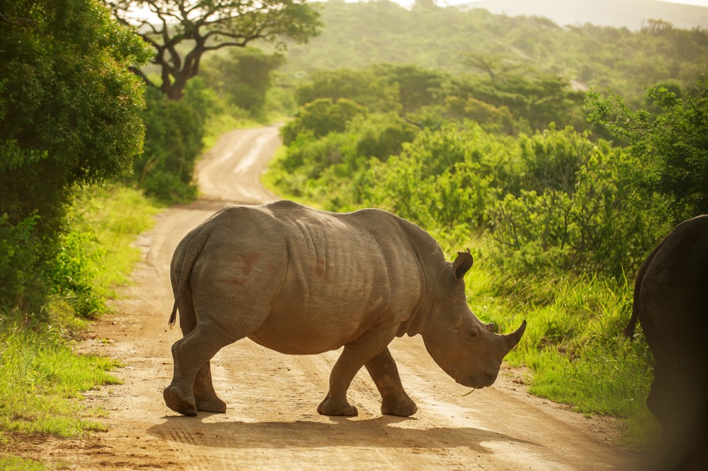 A rhino crosses the road in Hluhluwe-iMfolozi Park. Hluhluwe iMfolozi Park