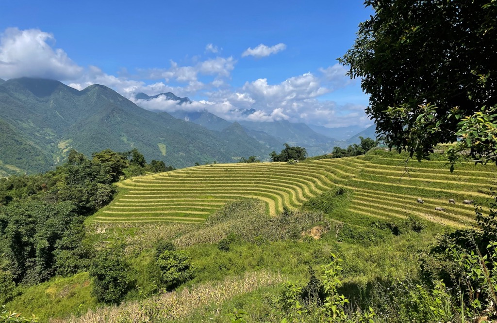 Rice paddies surround the lower flanks of the mountains. Hoàng Liên National Park