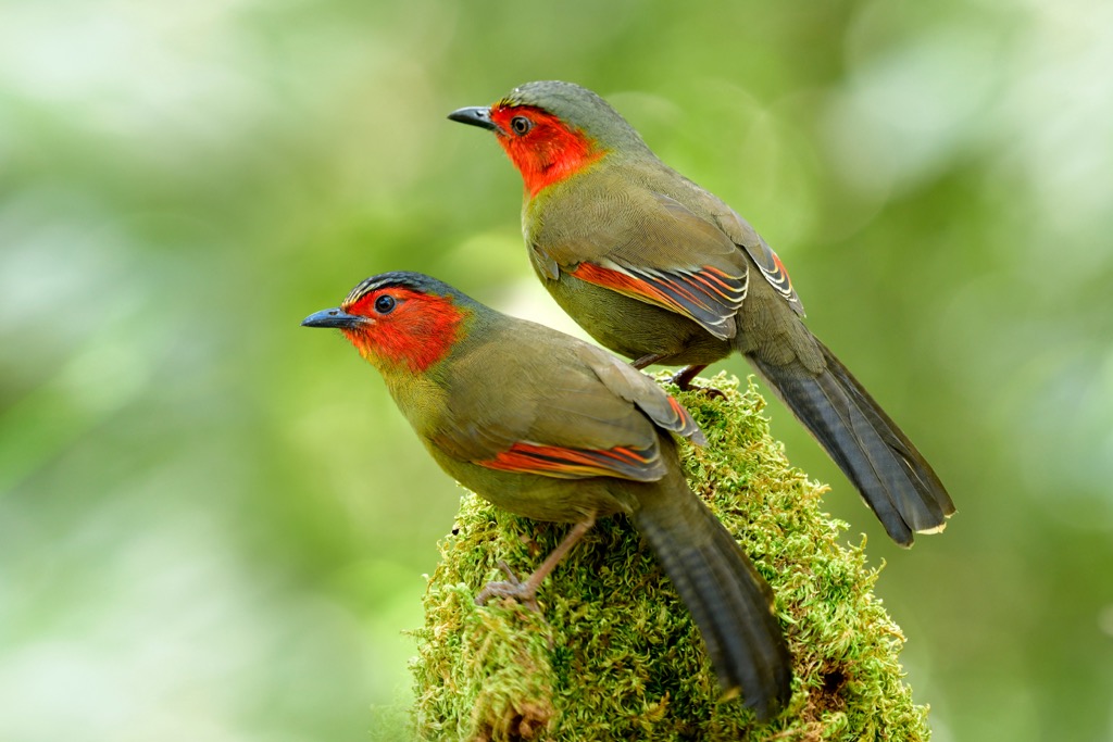 The scarlet-faced liocichla. Hoàng Liên National Park