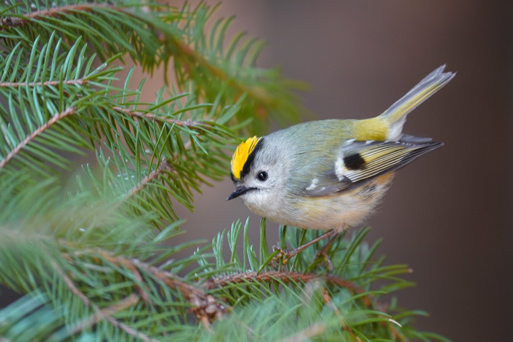 The goldcrest is the smallest bird in Eurasia. Hohe Tauern