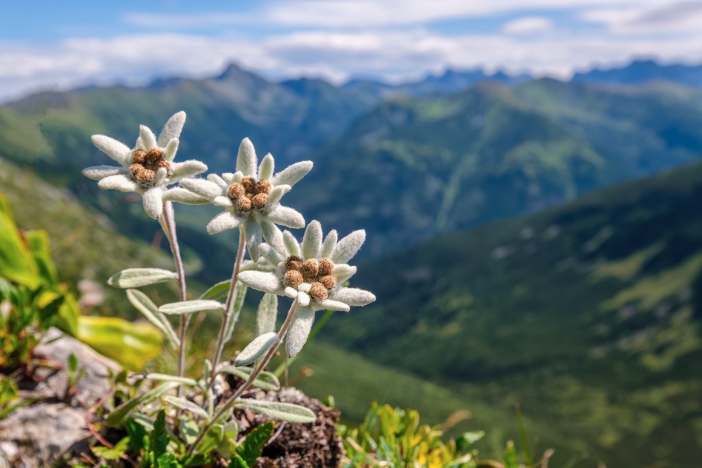 The rare Edelweiss is the Alps’ most storied wildflower. It’s much easier to stumble upon a hotel named “Edelweiss” than to find one in the wild, as they only grow in select zones high in the alpine. Hohe Tauern